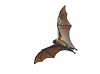 J18_4213 Fruit Bat